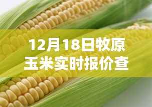 12月18日牧原玉米实时报价在线查询指南