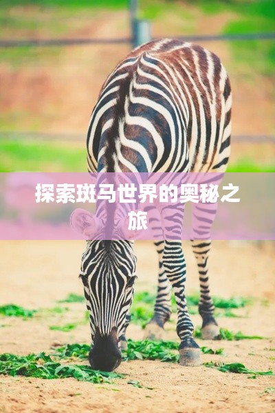 探索斑马世界的奥秘之旅