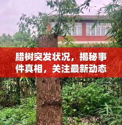 腊树突发状况,揭秘事件真相,关注最新动态