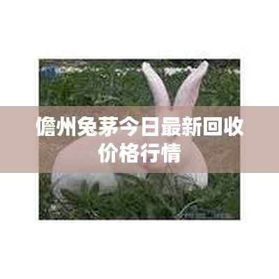 儋州兔茅今日最新回收价格行情