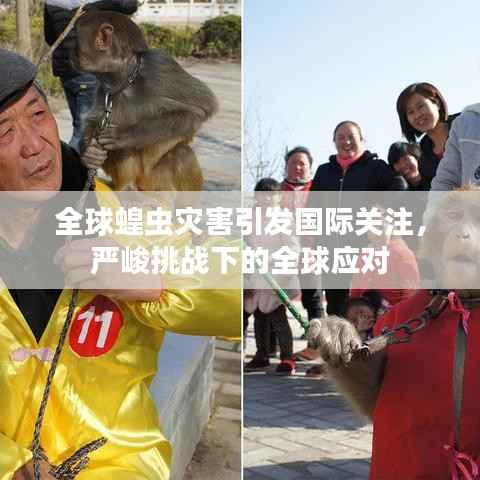 全球蝗虫灾害引发国际关注,严峻挑战下的全球应对